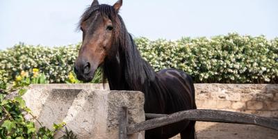 Hotel Bild Agroturismo Son Juaneda in Ciutadella de Menorca