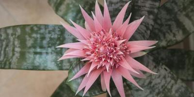 Hotel Bild Apartments Iskra in Split