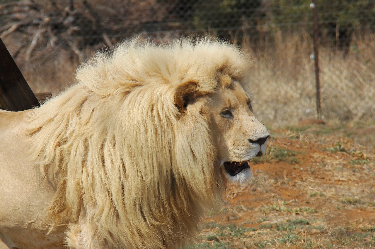 Johannesburg Lions Park