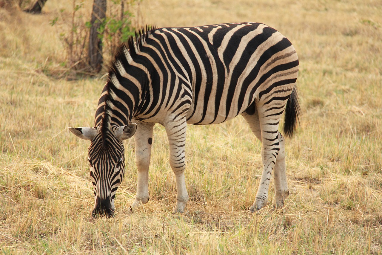 Johannesburg Zebra