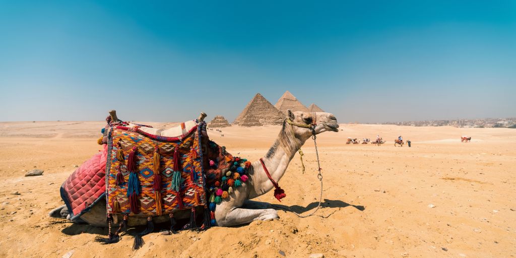 Kamel in der Nähe der Pyramiden in Ägypten