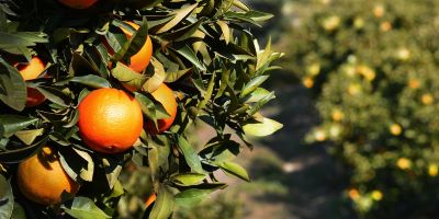 Orangen am Baum